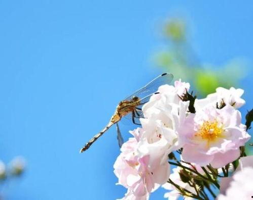 傅总的蔷薇花有点撩,你的蔷薇花，撩动我心弦